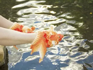 Crocodile Stitch Goldfish Boots (Adult Sizes)